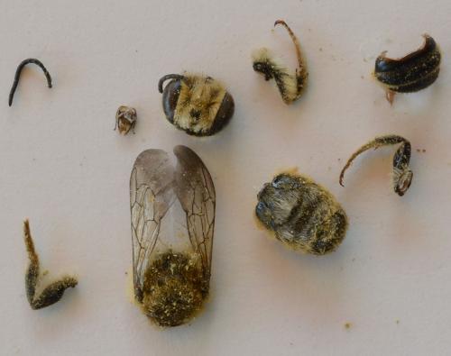 Réf. 208 636 : Megachile albisecta